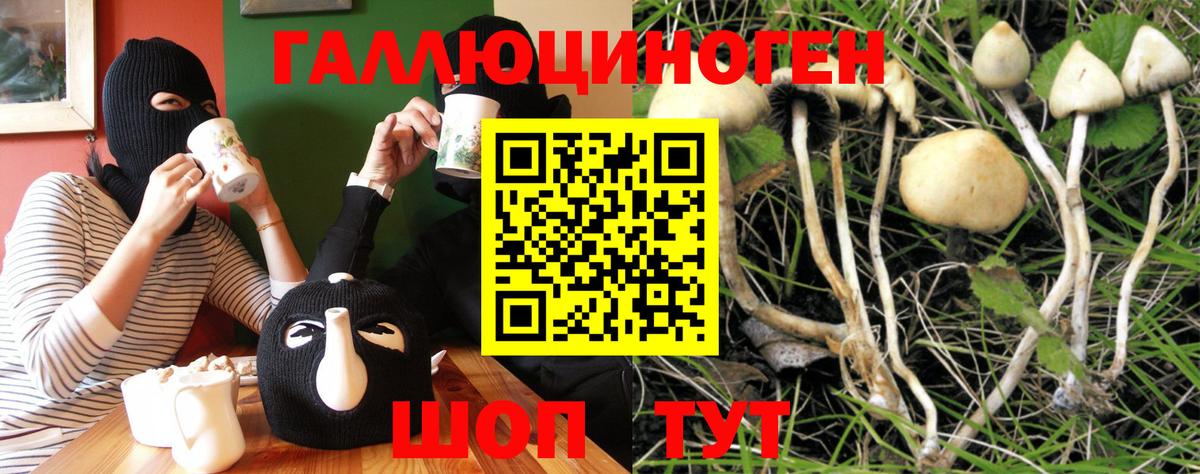 Псилоцибиновые грибы Cubensis Казань